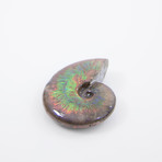 Opalescent Cleoniceras Ammonite (Style 1)