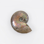 Opalescent Cleoniceras Ammonite (Style 1)