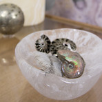 Opalescent Cleoniceras Ammonite (Style 1)