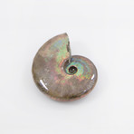 Opalescent Cleoniceras Ammonite (Style 1)