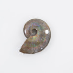 Opalescent Cleoniceras Ammonite (Style 1)