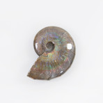 Opalescent Cleoniceras Ammonite (Style 1)