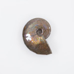 Opalescent Cleoniceras Ammonite (Style 1)