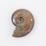 Opalescent Cleoniceras Ammonite (Style 1)