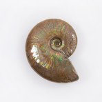 Opalescent Cleoniceras Ammonite (Style 1)