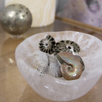 Opalescent Cleoniceras Ammonite (Style 1)