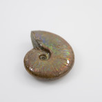 Opalescent Cleoniceras Ammonite (Style 1)