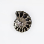 Pyrite Rondiceras Ammonite (Style 1)