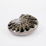 Pyrite Rondiceras Ammonite (Style 1)