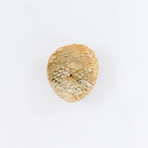 Fossilized Fir Cone