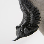 Pseudocryphaeus Trilobite