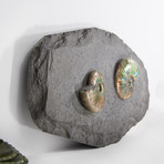 Opalescent Cleoniceras Ammonites On Shale