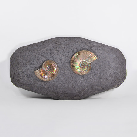 Opalescent Cleoniceras Ammonites On Shale