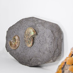 Opalescent Cleoniceras Ammonites On Shale