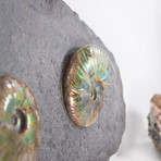 Opalescent Cleoniceras Ammonites On Shale