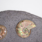 Opalescent Cleoniceras Ammonites On Shale