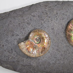 Opalescent Cleoniceras Ammonites On Shale