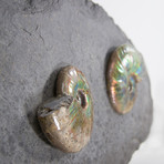 Opalescent Cleoniceras Ammonites On Shale