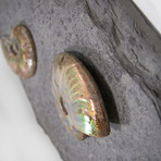 Opalescent Cleoniceras Ammonites On Shale