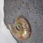 Opalescent Cleoniceras Ammonites On Shale