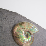 Opalescent Cleoniceras Ammonites On Shale