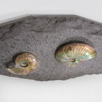 Opalescent Cleoniceras Ammonites On Shale