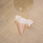 Otodus Obliquus Shark Tooth (Style 1)