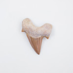 Otodus Obliquus Shark Tooth (Style 1)