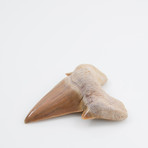 Otodus Obliquus Shark Tooth (Style 1)