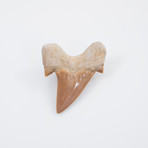 Otodus Obliquus Shark Tooth (Style 1)