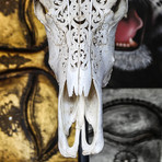 Hand Carved Buffalo Skull // Celtic