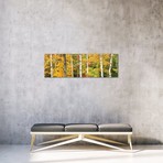 Autumn Forest Landscape, White Mountains, New Hampshire, USA // Gareth McCormack (36"W x 12"H x 0.75"D)