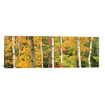 Autumn Forest Landscape, White Mountains, New Hampshire, USA // Gareth McCormack (36"W x 12"H x 0.75"D)