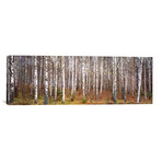 Silver Birch Trees in a Forest, Narke, Sweden // Panoramic Images (36"W x 12"H x 0.75"D)