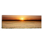 Rice Field, Sacramento Valley, California, USA // Panoramic Images (36"W x 12"H x 0.75"D)