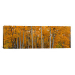 Quaking Aspens Dixie National Forest, UT // Panoramic Images (36"W x 12"H x 0.75"D)