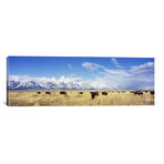 Bison Herd, Grand Teton National Park, Wyoming, USA // Panoramic Images (36"W x 12"H x 0.75"D)