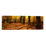 Tree Lined Road, Massachusetts, USA // Panoramic Images (36"W x 12"H x 0.75"D)