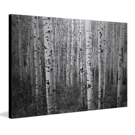 White Trunk Forest Painting Print // Brushed Aluminum (18"W x 12"H x 1.5"D)