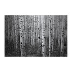 White Trunk Forest Painting Print // Brushed Aluminum (18"W x 12"H x 1.5"D)