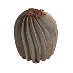 Fish Hook Barrel Cactus (Medium)
