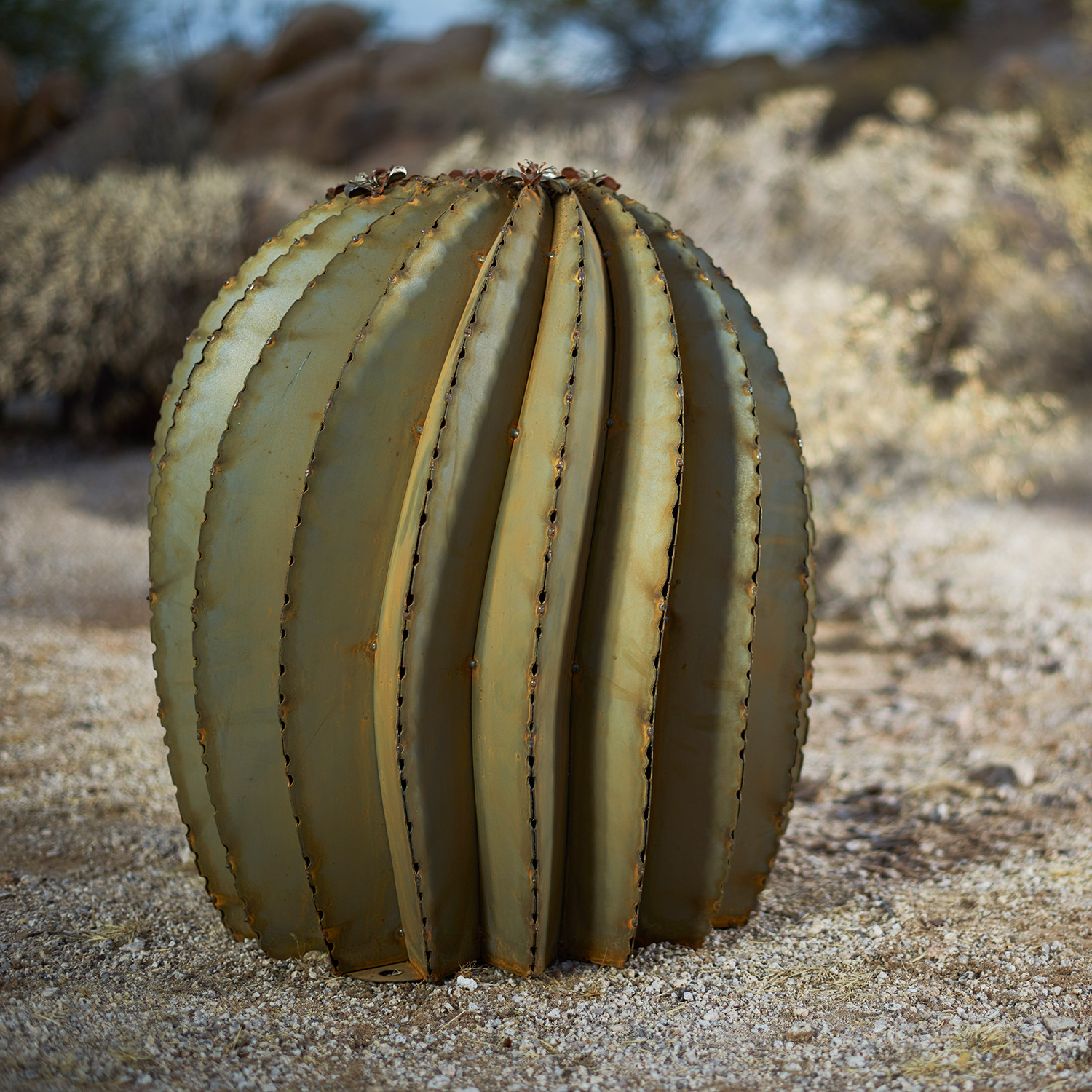 Fish Hook Barrel Cactus (Medium) - Desert Steel - Touch of Modern