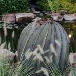 Fish Hook Barrel Cactus (Medium)