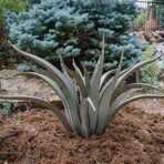 Octopus Agave (Small)