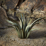 Octopus Agave (Small)
