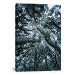 Autumn Snow On Beech Trees, Routeburn Track, Mount Aspiring (18"W x 26"H x 0.75"D)