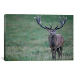 Red Deer Stag In Autumn Rutting Season, Denmark (26"W x 18"H x 0.75"D)