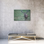 Red Deer Stag In Autumn Rutting Season, Denmark (26"W x 18"H x 0.75"D)