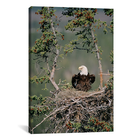 Bald Eagle Calling On Nest, Alaska