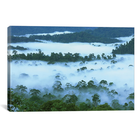 Canopy Of Lowland Rainforest At Dawn With Fog, Danum Valley (26"W x 18"H x 0.75"D)